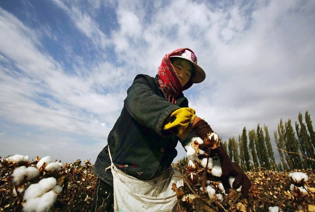 A farmer harvests cotton in China's Xinjiang region in an undated photo